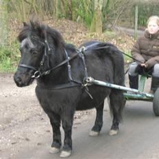 Shetlænder Lillevang´s Buller