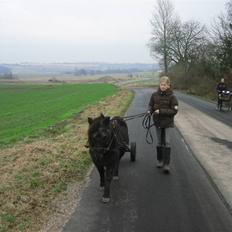 Shetlænder Lillevang´s Buller