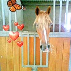 Hollandsk Sportspony angel solgt