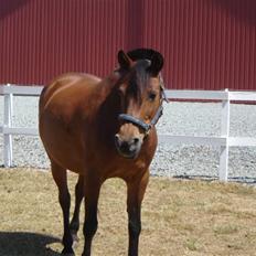Anden særlig race Jane