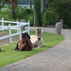 Anden særlig race Jane