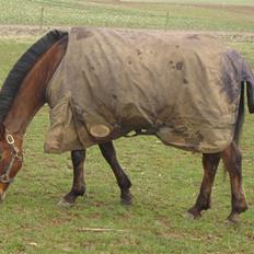 Anden særlig race Jane