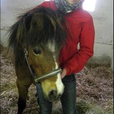 Anden særlig race Pyrus