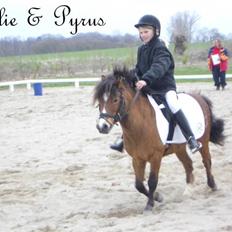 Anden særlig race Pyrus