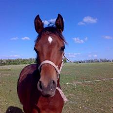 Arabisk fuldblod (OX) Kozak 