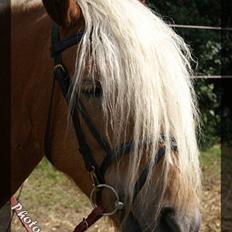 Haflinger JULIANE Á ROSENDAL