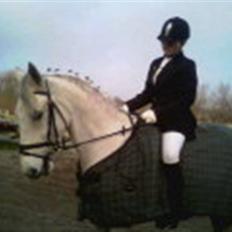 Lipizzaner oma