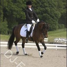 New Forest Horsemosens Minka Maytime