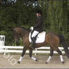 New Forest Horsemosens Minka Maytime