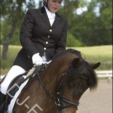 New Forest Horsemosens Minka Maytime