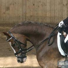 Welsh Pony (sec B) Den deel,s romeo