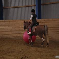 Welsh Pony (sec B) Den deel,s romeo