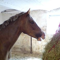 Welsh Pony (sec B) Den deel,s romeo