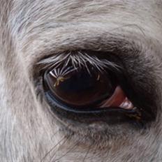 Anden særlig race PRIK.