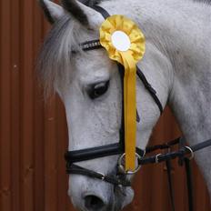 Anden særlig race Kiwi 