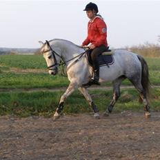Anden særlig race Kiwi 