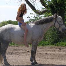 Anden særlig race Kiwi 