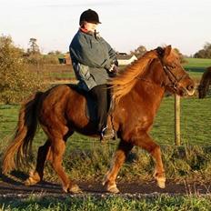 Islænder Táta fra Tyrevoldsdal