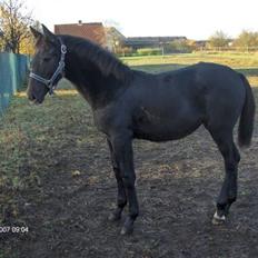 Anden særlig race Bjøslevsgaards Santana