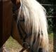 Haflinger JULIANE Á ROSENDAL