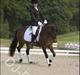 New Forest Horsemosens Minka Maytime