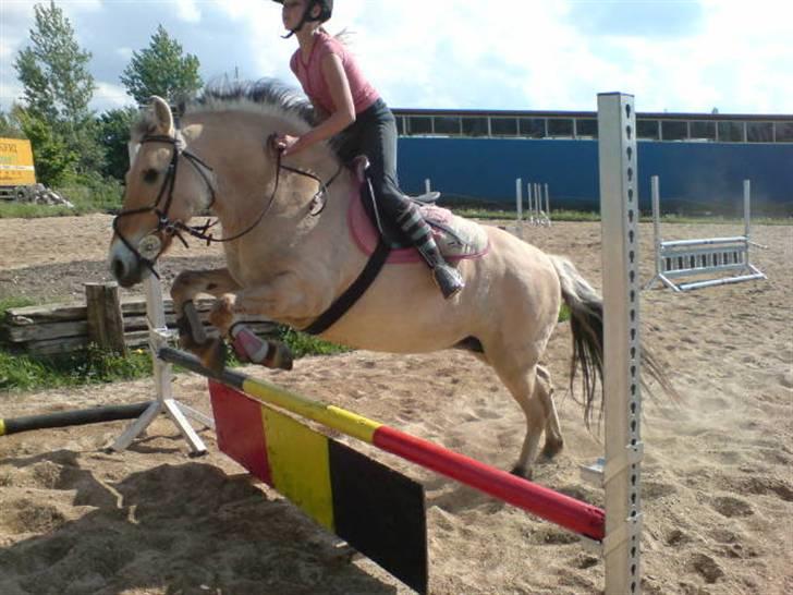 Fjordhest LOTTE Gl. PART - velkommen til lotte´s profil<33 billede 1