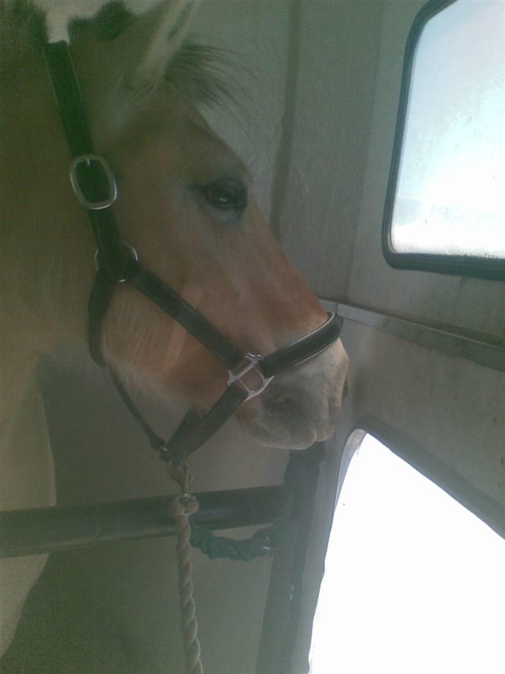 Fjordhest LOTTE Gl. PART billede 2