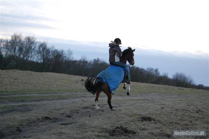 Anden særlig race Molly <'33 (gammel part) - hun blev vidst lige lidt sur over at hun ikke fik lov til at løbe videre :p [Foto: Wanner :D] billede 3