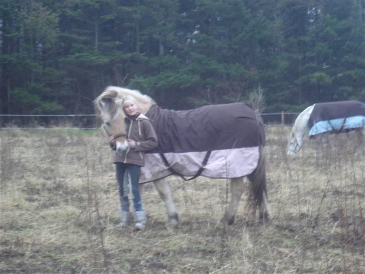 Fjordhest LOTTE Gl. PART - HEHE PÅ FOLD SAMMEN... billede 3