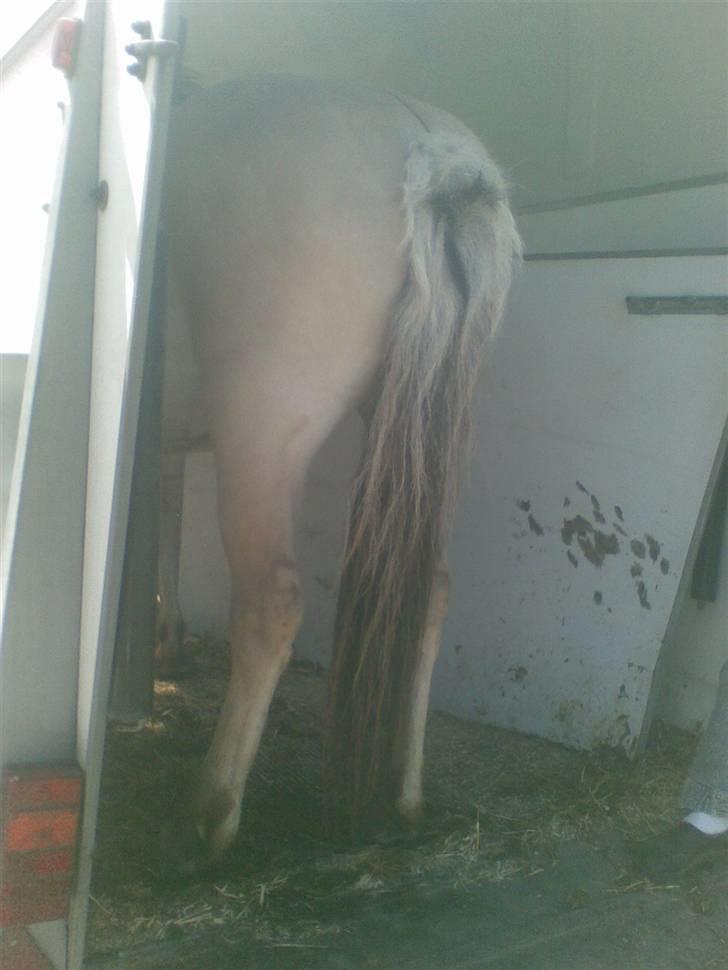Fjordhest LOTTE Gl. PART - lottes røv:) billede 4