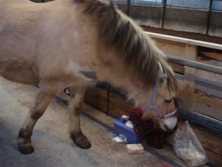Fjordhest LOTTE Gl. PART - MAD!!!!!!!! billede 5