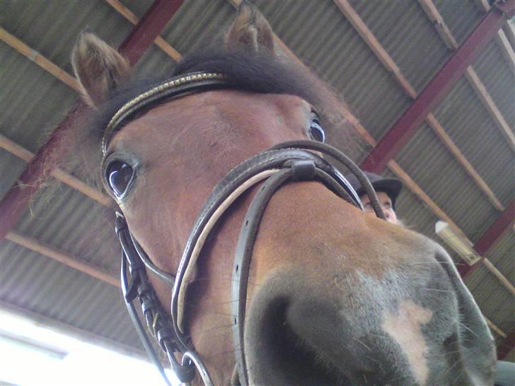 Anden særlig race Molly <'33 (gammel part) - man kan se hendes lille hjerte på mulen :b <3.  [Foto: Anita :D] billede 5
