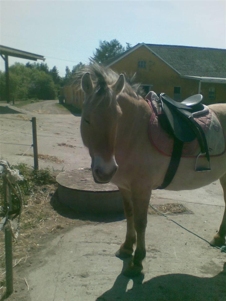 Fjordhest LOTTE Gl. PART - ! billede 6