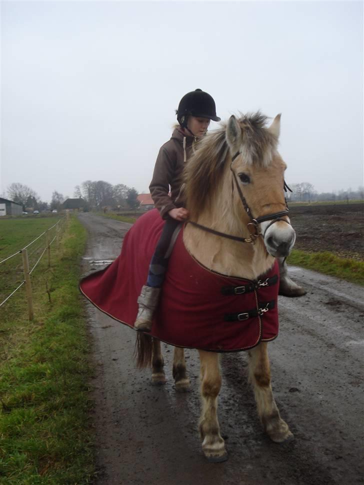 Fjordhest LOTTE Gl. PART - NU KAN VI ALSAR GODT GÅ HJEM IGEN.. billede 7