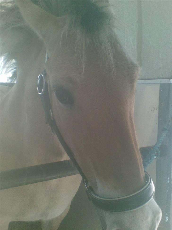 Fjordhest LOTTE Gl. PART - HEEJ billede 8