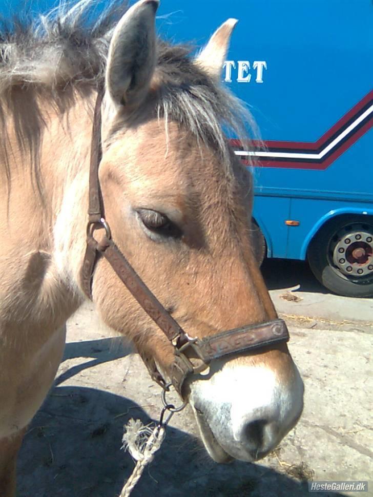 Fjordhest LOTTE Gl. PART - HEHE såå fiiiiiiiin billede 9