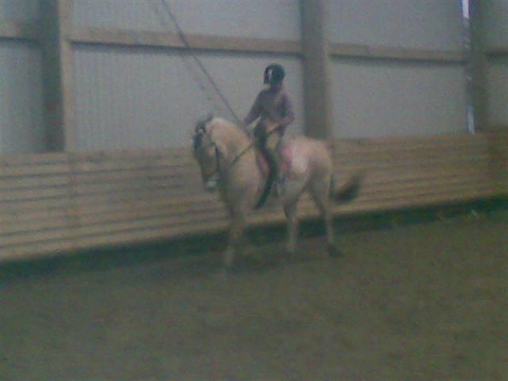 Fjordhest LOTTE Gl. PART - lidt dressur  gik totalt godt den aften billede 10