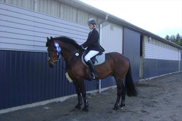 Hollandsk Varmblod Twister  *SOLGT* - #5 billede 5