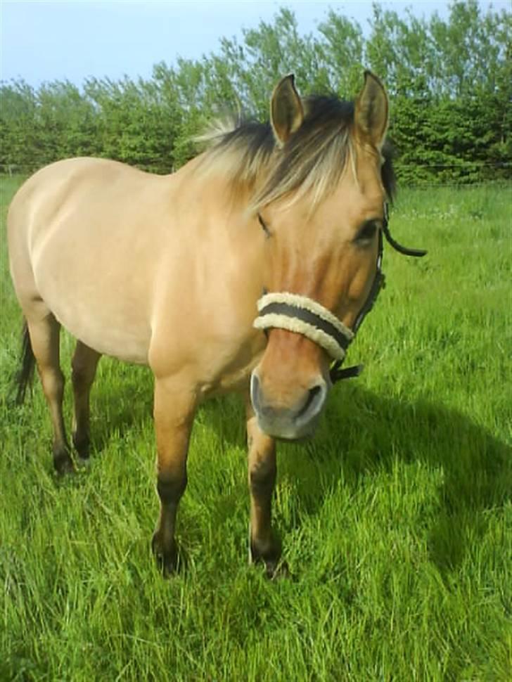 Anden særlig race Molly - Foto Mig billede 2