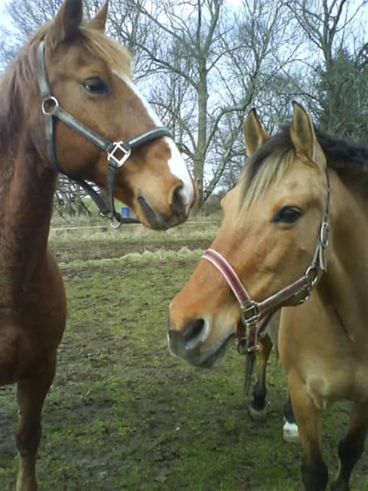 Anden særlig race Molly - Mollys nye hjem, på fold med Rex, Foto Mig billede 3