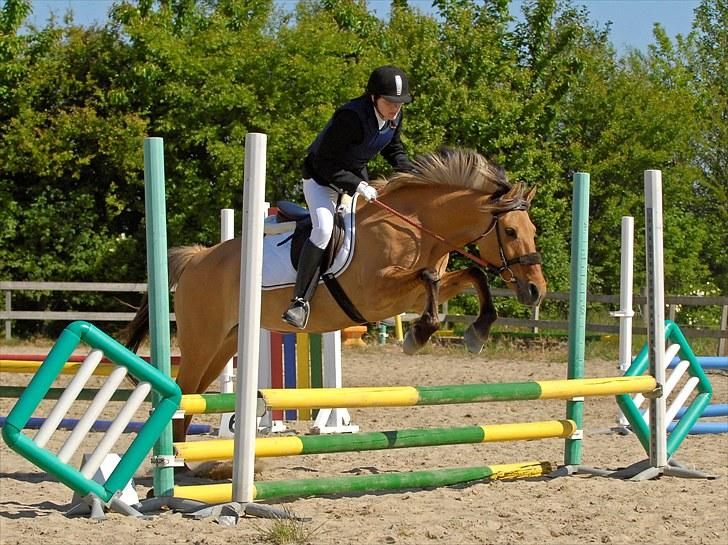 Anden særlig race Molly - Foto Animal-Print billede 4