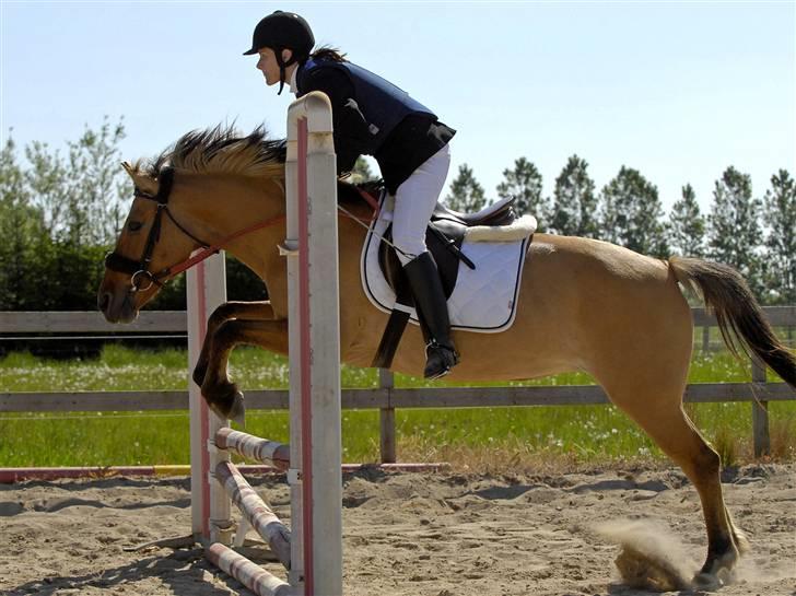 Anden særlig race Molly - Foto Animal-Print billede 5