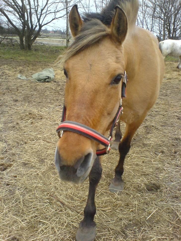 Anden særlig race Molly - Foto Mig billede 6