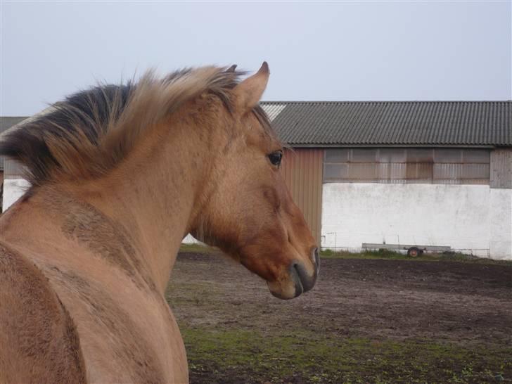 Anden særlig race Molly - har smidt sin grime (den lille tosse) Foto Mig billede 8