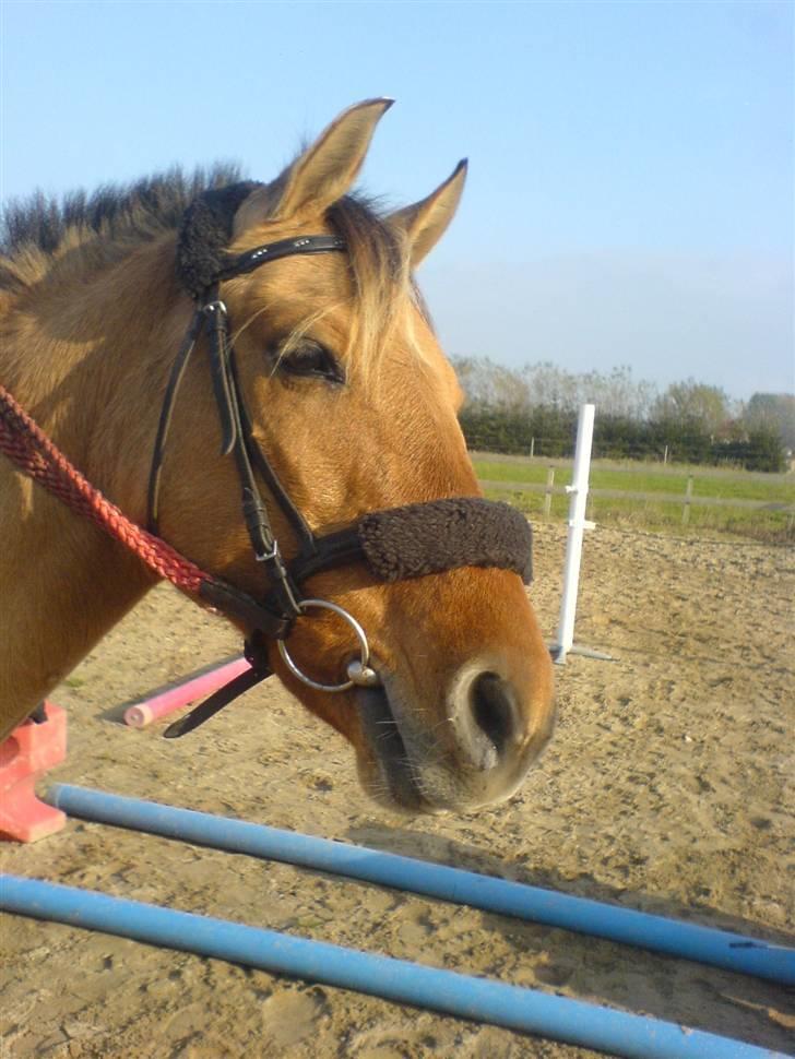 Anden særlig race Molly - Foto Mig billede 11