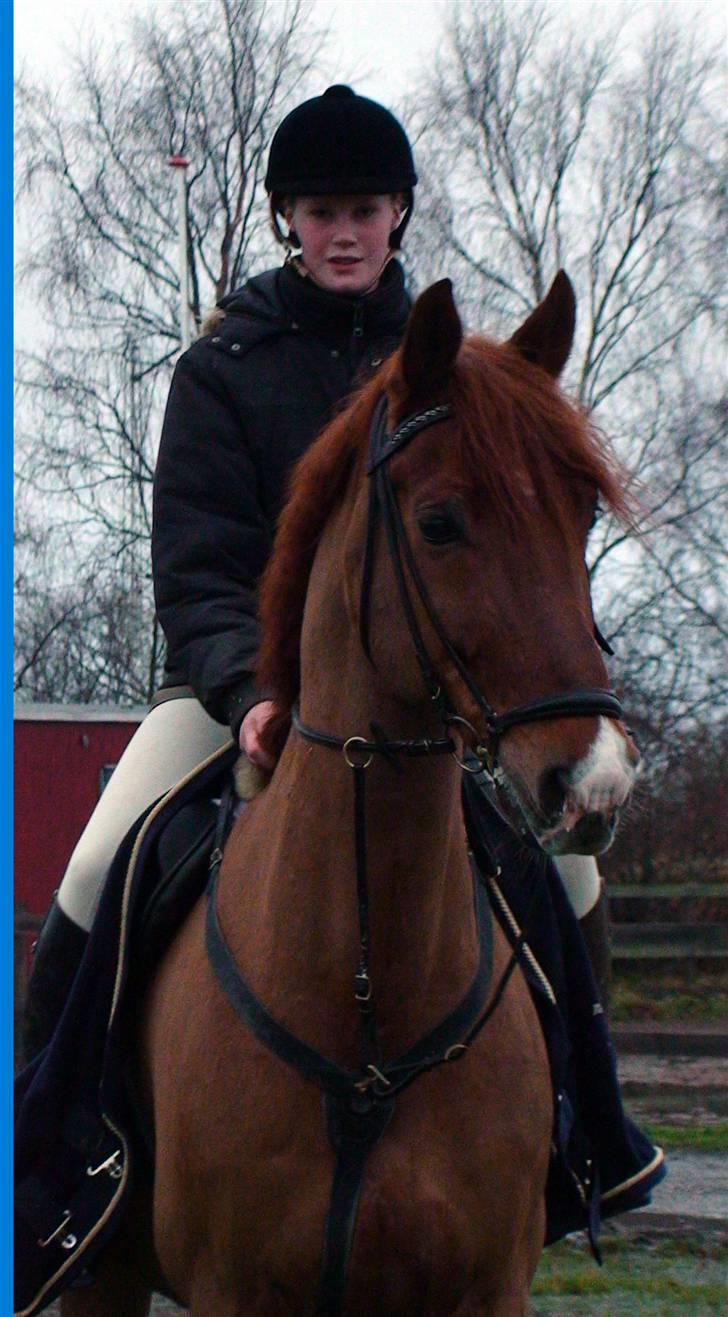 Holstener Allerbester 0004 - BedseFar. Foto: Kim Bahnsen billede 12