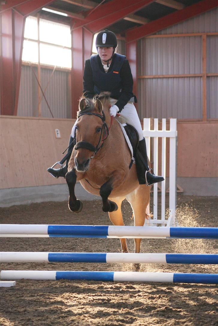 Anden særlig race Molly - I fuld gang med at sprnge til et stævne på AAGS, Foto Kfoto billede 13