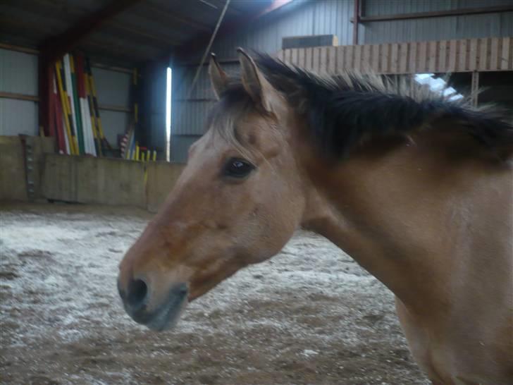 Anden særlig race Molly - Er løs i ridehuset, Foto Mig billede 14