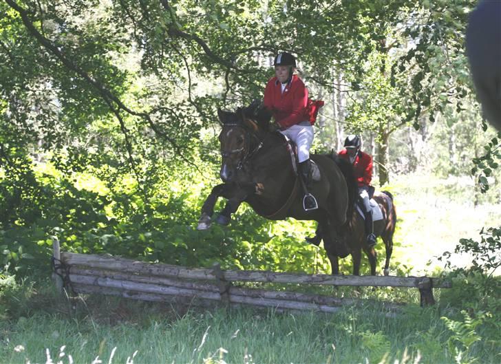 Anden særlig race Nightmare Macohl *RIP* - Jagt i salten langsø med jydsk, over grøften 2009 billede 19