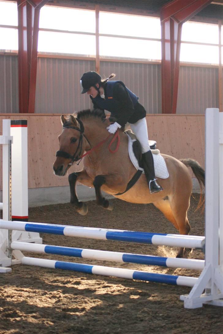 Anden særlig race Molly - Igen ude og springe på AAGS til stævne, Foto Katrin foto billede 15